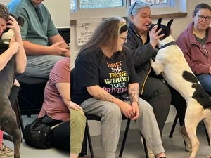 Inspirado em IA, abrigo realiza evento em que cães escolhem os tutores