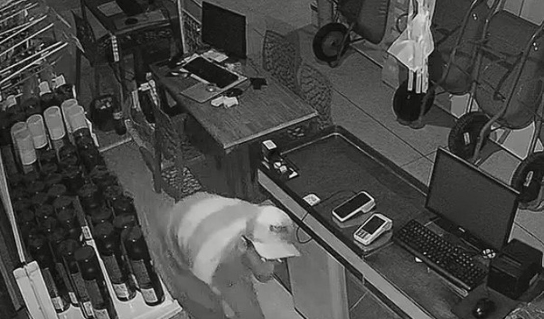 R$30 mil de prejuízo: Homem invade loja de construção e furta celulares no bairro Ouro Preto em Maceió