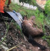 Cavalo é resgatado por bombeiros no bairro do Jacintinho