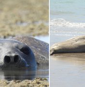 Morte de Leôncio pode gerar pena de apenas um ano e investigação não começou