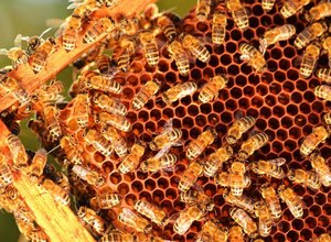 Própolis vermelha: o ouro exótico dos manguezais de Alagoas