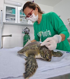 Tartaruga-verde é resgatada com nadadeira mutilidada por lixo na Praia do Francês