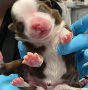 Filhote de cachorro sobrevive ao nascer com 6 patas e duas caudas nos EUA