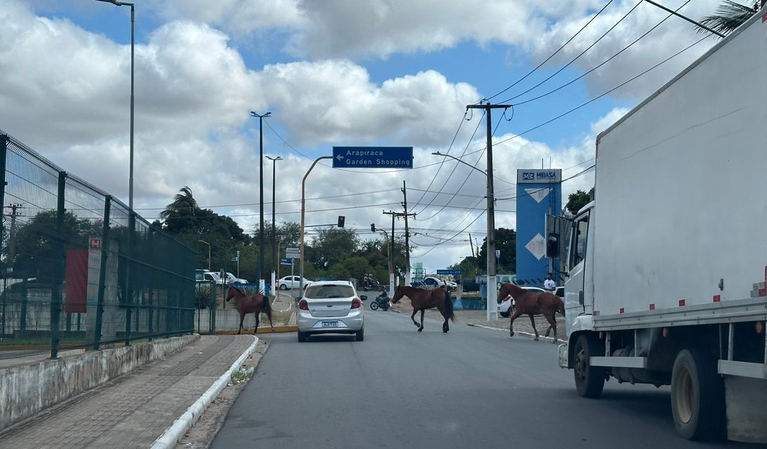 [Vídeo] Cavalos soltos invadem estacionamento do shopping de Arapiraca ao se assustarem com buzinas