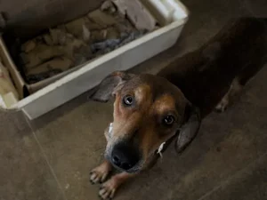 Guarda compartilhada de animais pode virar lei, mas já é tendência