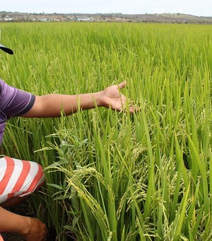 Chuvas e novos equipamentos viabilizam aumento da safra de arroz em Alagoas