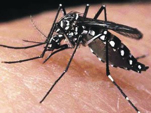 Maceió registra 2635 casos de dengue, aponta Secretaria de Saúde