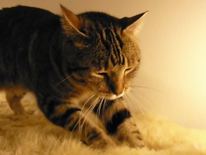 Cientista explica por que os gatos ‘amassam pãozinho’