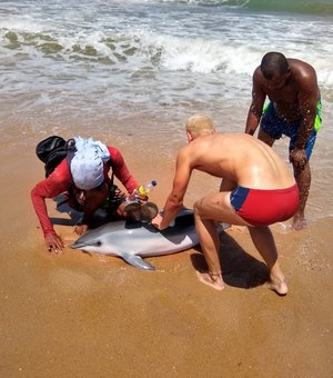 Golfinho encalha na praia de Cruz das Almas e morre após regaste