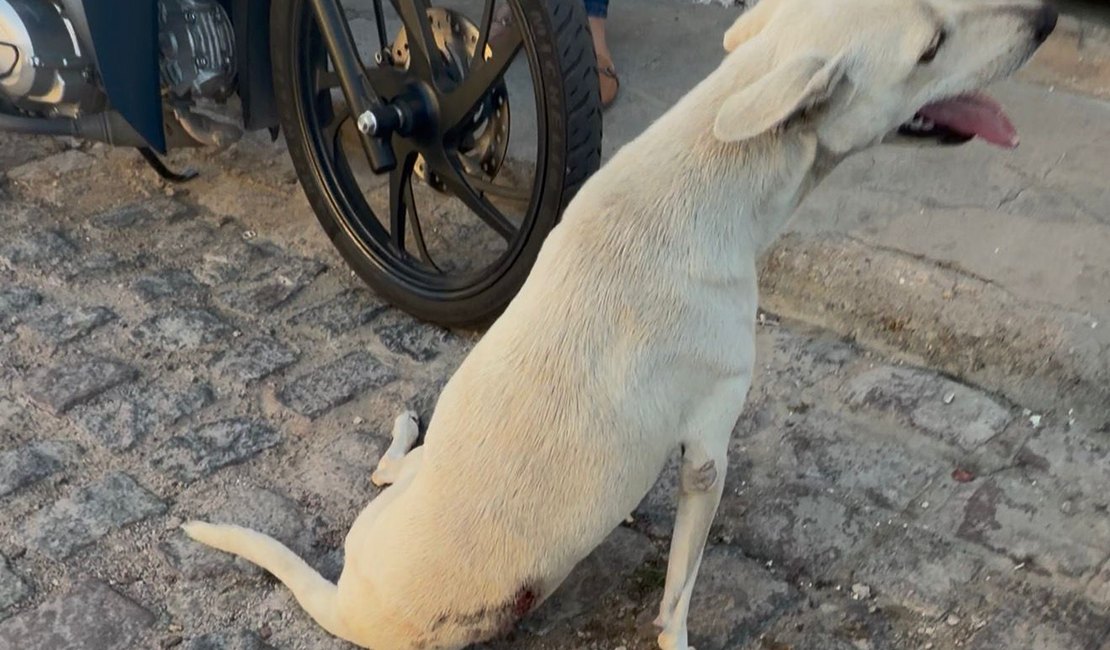 Cadela baleada é resgatada e passa por cirurgia em Delmiro Gouveia