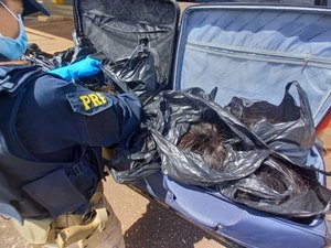 Polícia apreende 57 kg de cabelos avaliados em R$ 285 mil achados em malas