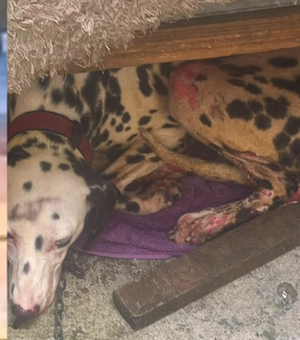 Homem é preso suspeito de provocar incêndio que feriu cadela em Maceió