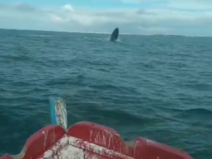 [Vídeo] Baleia Jubarte aparece nas águas mornas do Pontal do Peba e assusta pescadores no Sul de Alagoas