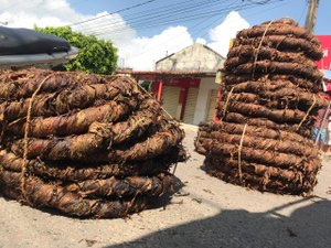 Fumo apresenta queda no preço do quilo em feira de Arapiraca