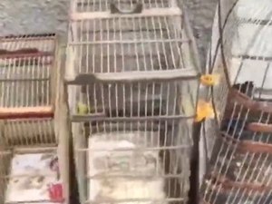 Animais silvestres são resgatados de cativeiro após operação da PM em Roteiro