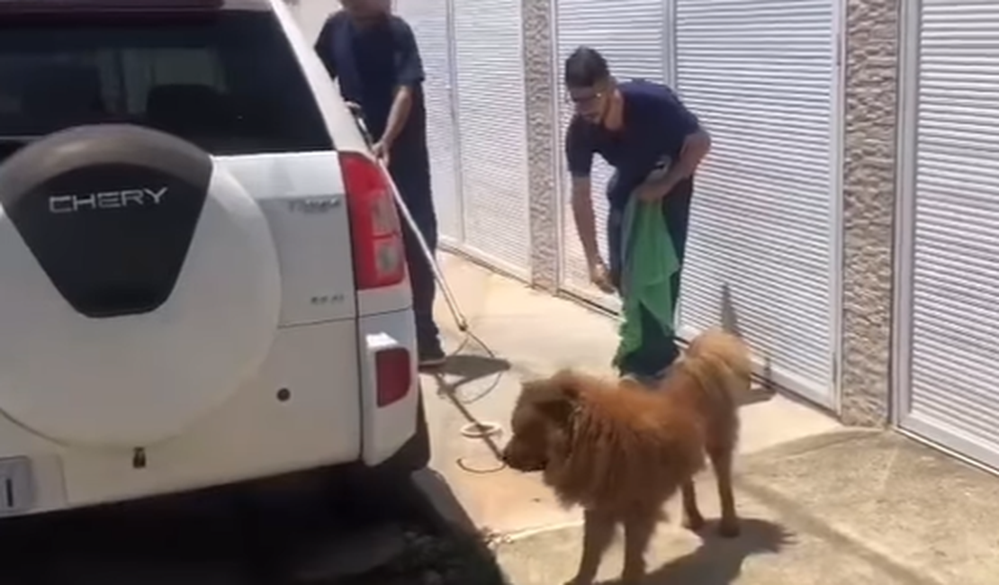 Homem viaja e abandona cachorro do lado de fora da residência em Maceió; polícia foi acionada