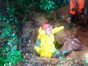 Cavalo cai em fossa e é resgatado por bombeiros em União dos Palmares 