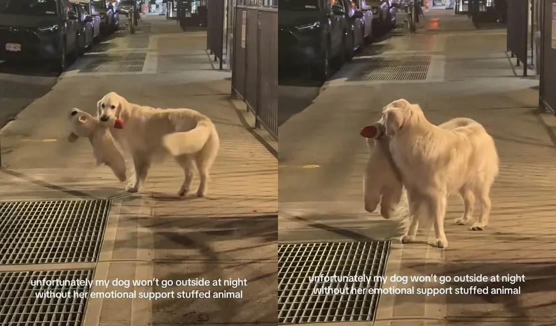 Golden retriever faz sucesso com hábito curioso ao passear