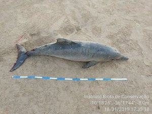 Dois golfinhos são encontrados mortos em praia de Alagoas