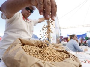 Governo distribuirá 200 toneladas de sementes de arroz na próxima semana