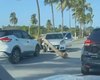 Carro colide contra coqueiro e complica trânsito em trecho da AL-101 no Pontal