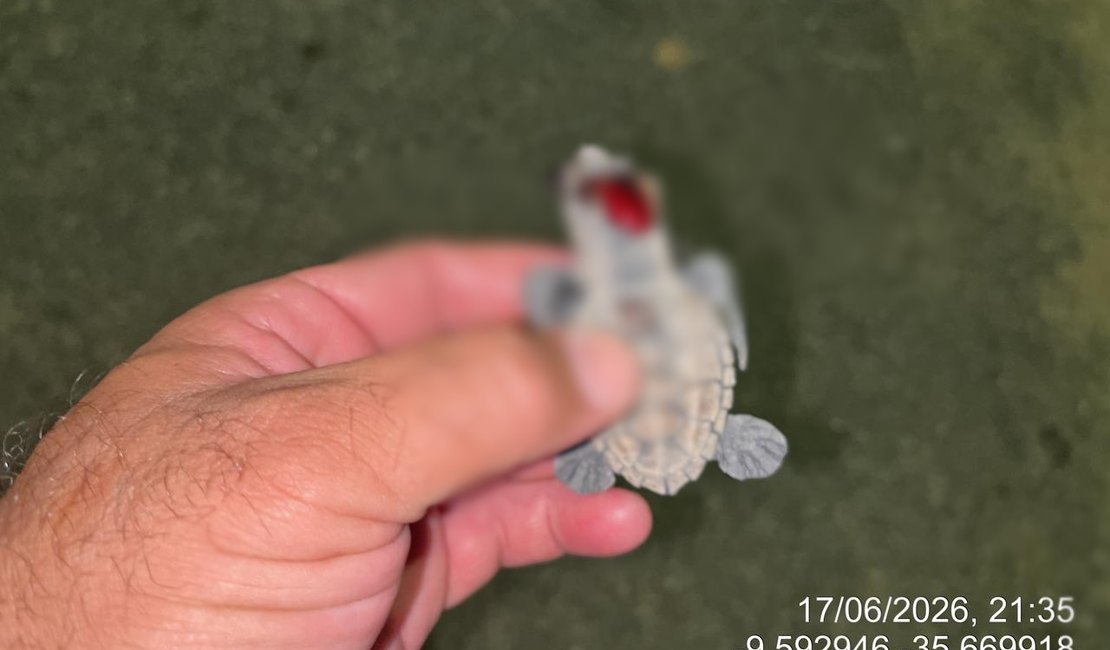 Filhotes de tartarugas morrem após desorientação causada por fotopoluição em praia de Maceió