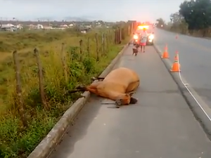 [Vídeo] Motociclista morre após colidir contra cavalo solto na BR-104