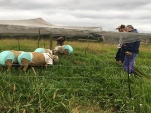 Imagem viraliza na internet de ovelhas usando fraldas