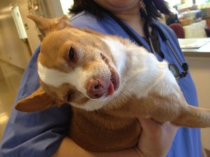 Cachorro fica chapado após encontrar e comer bolinho feito com maconha
