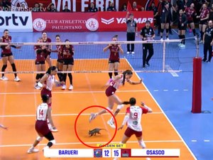 Gambá invade quadra durante semifinal entre Osasco e Barueri pelo Paulista de Vôlei