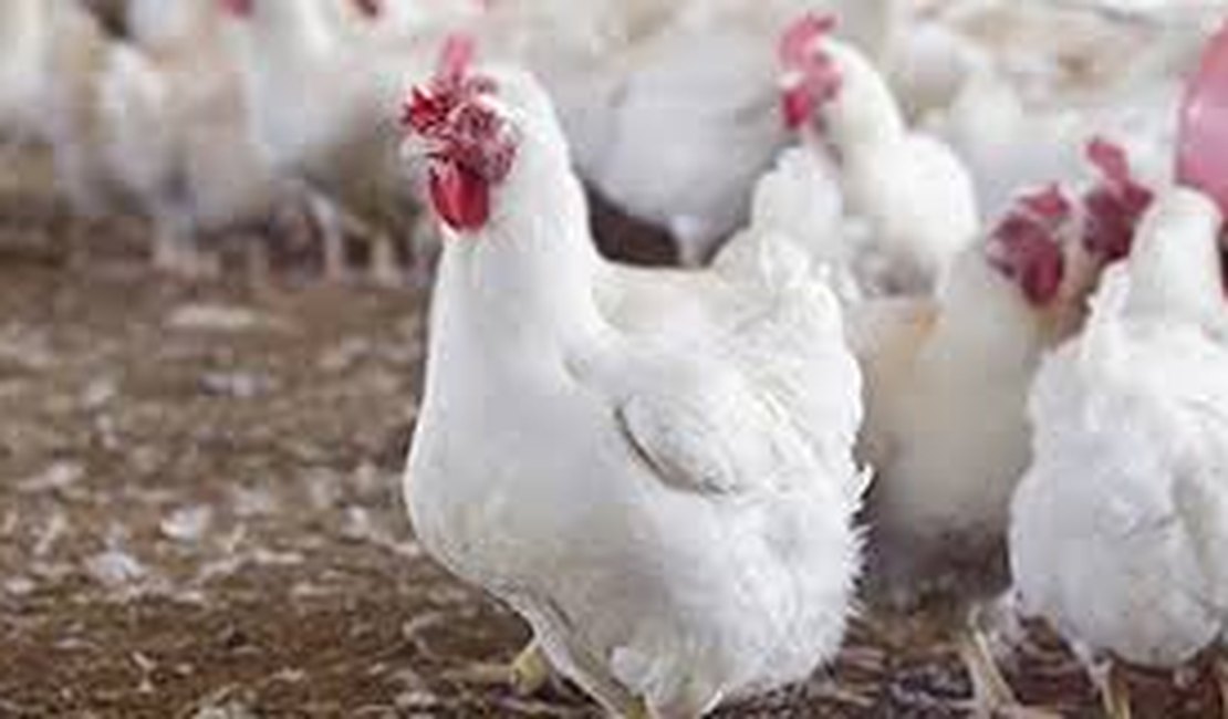 Avícola amanhece com 80 frangos a menos em Arapiraca 