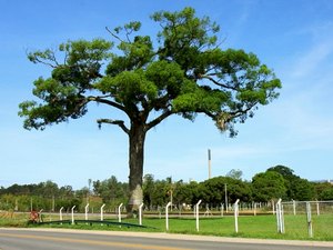 IMA comemora Dia da Árvore com oficina de orquídea