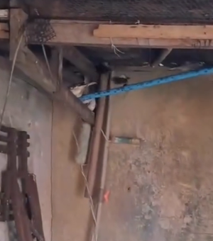 Aves silvestres são resgatadas pelo BPA durante fiscalização ambiental em Maceió