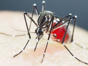 Brasil tem mais de 6,5 milhões de casos prováveis de dengue este ano