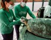 Tartaruga-verde é solta na Guaxuma após resgate realizado pelo Instituto Biota