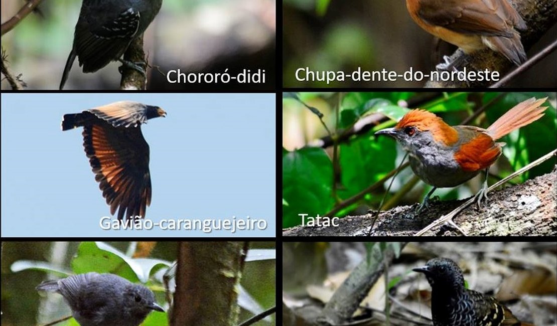 Exposição em Arapiraca alerta para a preservação de aves