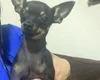 Tutora pede ajuda para localizar cadela Pinscher que desapareceu no Sítio Capim em Arapiraca