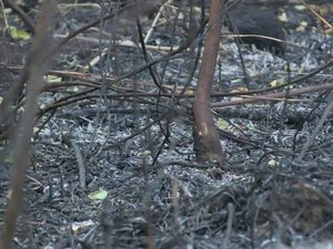 Incêndio destrói área de Mata Atlântica e criação de abelhas em Murici