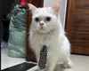 Família pede ajuda para encontrar gato que desapareceu no bairro Verdes Campos, em Arapiraca
