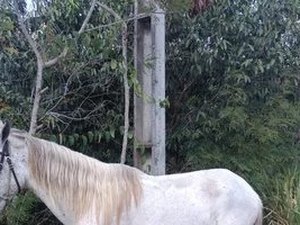Homem é preso após roubar um cavalo na cidade de Rio Largo 