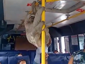 Bicho-preguiça vira 'passageiro' de van em viagem de Coqueiro Seco a Maceió