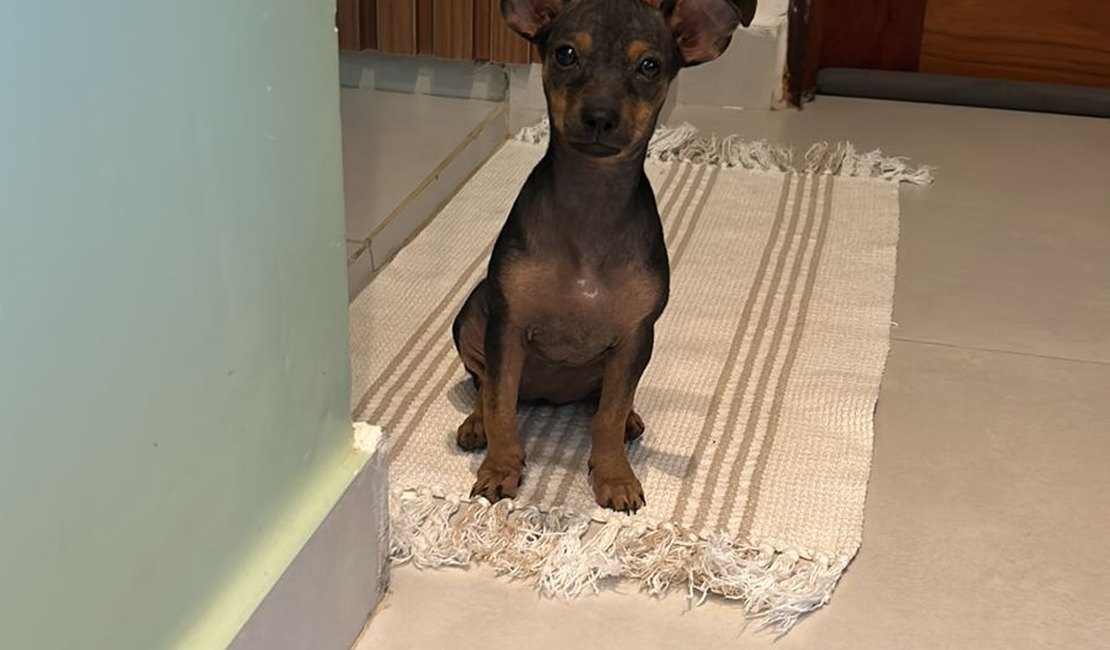 Família arapiraquense procura por filhote de Pinscher supostamente sequestrada na zona rural