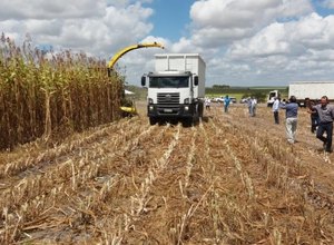 Governo de Alagoas inicia safra de grãos 2018 nesta sexta-feira, em Anadia