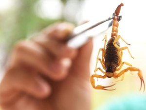 Risco de acidentes com escorpiões cresce durante o verão