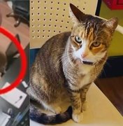 Ministério Público denuncia e pede prisão dos acusados da morte da gata Camila