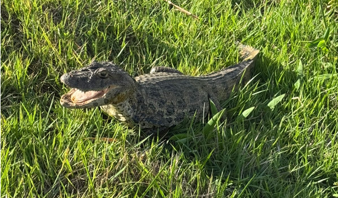 Jacaré é capturado em terreno próximo a residências em Palmeira dos Índios