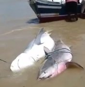 [Vídeo] Pescadores capturam três tubarões na Praia Pontal do Peba, em Alagoas