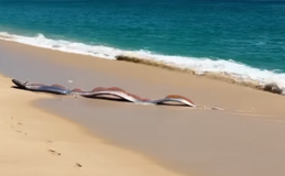 “Peixe do fim do mundo” aparece na areia de praia no México