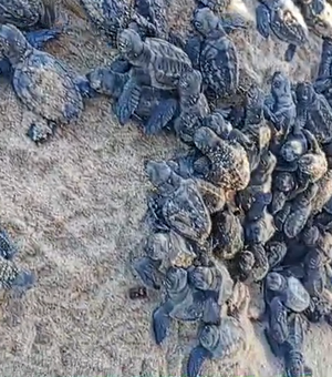 [Vídeo] Filhotes de tartaruga saem de ninho na Praia da Sereia, em Maceió