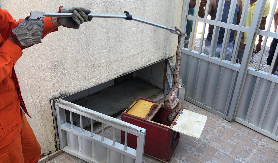 Cobra jiboia é encontrada em condomínio residencial de Maragogi
